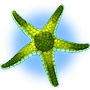 Green Starfish 